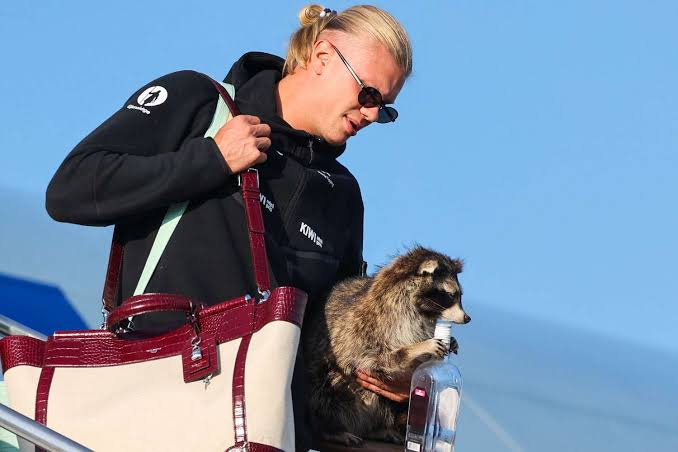 Erling Haaland carrying a raccoon down the plane steps